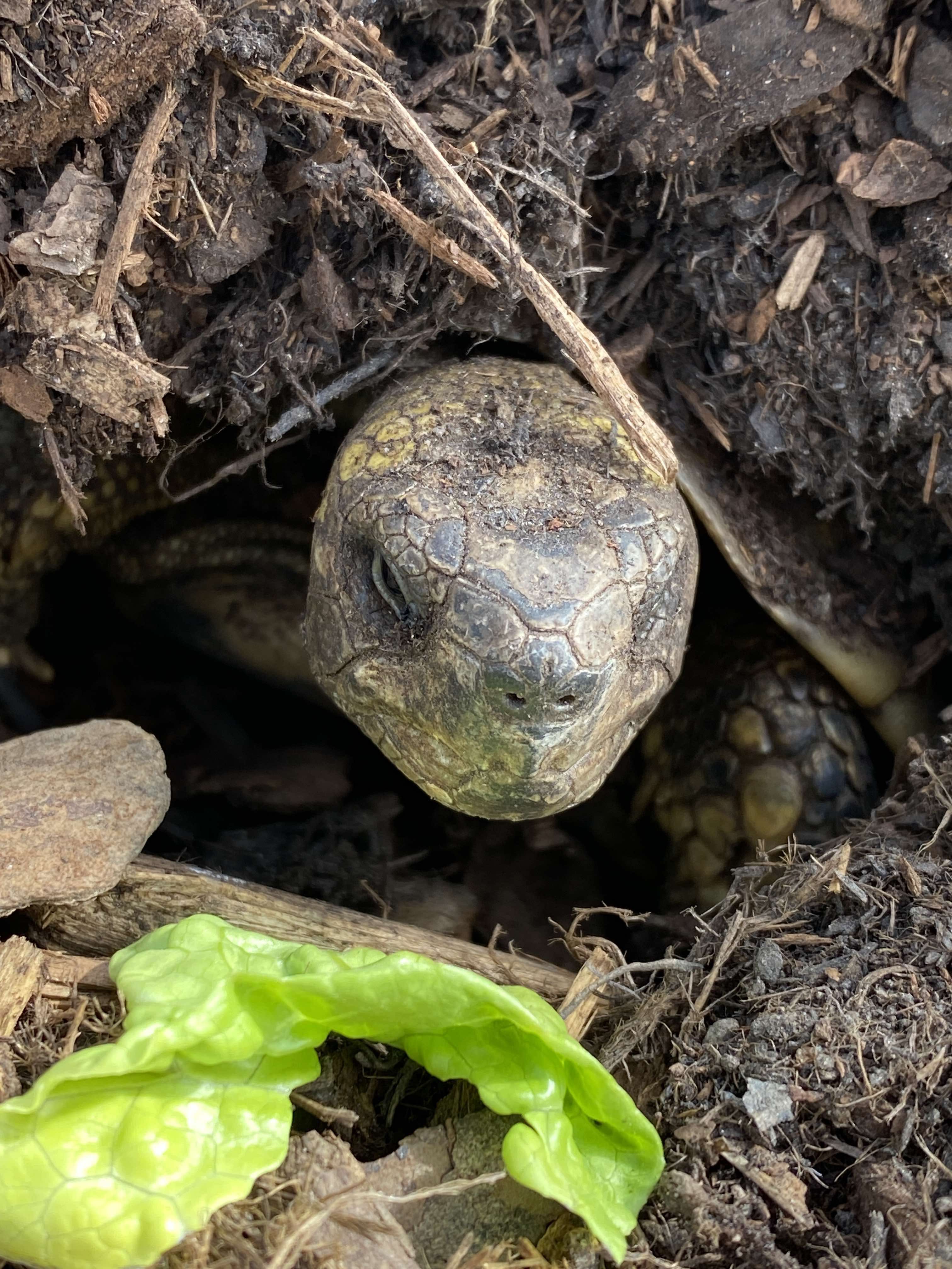 Schildkröte auf der Lauer